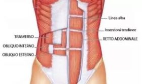 Retto dell'addome, obliqui interni ed esterni, trasverso dell'addome